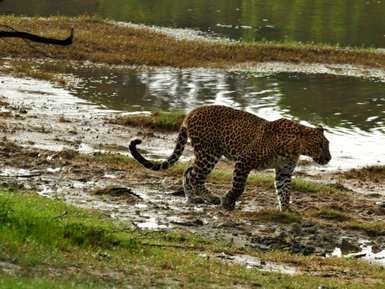 Ein Leopard läuft aufmerksam am Ufer eines Gewässers entlang – Sri Lanka Reise mit Kindern