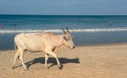 Kühe am Strand - Sri Lanka for family Summer - Sri Lanka mit Kindern im Sommer