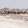 Mehrere Tier versammeln sich zum Trinken an einem Wasserloch - Namibia Familienurlaub