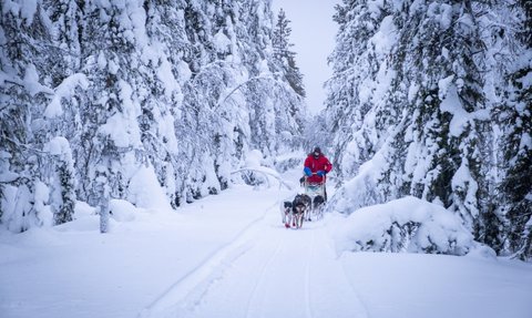 Ein Schlittenhundeteam zieht einen Schlitten durch eine verschneite Waldlandschaft, umgeben von schneebedeckten Bäumen.