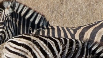 Zwei Zebras stehen eng beieinander und blicken neugierig in die Kamera – Südafrika Familienreise
