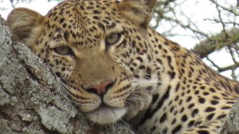 Nahaufnahme eines Leoparden, der auf einem Baum liegt – Tansania mit Kindern