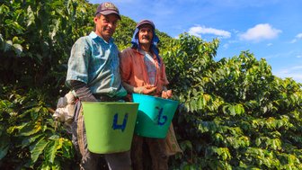 Zwei männliche Kaffeepflücker stehen mit ihren Eimern vor Kaffeepflanzen