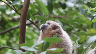 Ein kleiner Affe sitzt zwischen den Blättern und schaut nach oben, umgeben von üppigem, grünem Dschungel.