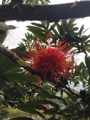 Rote Blüten der Brownea grandiceps im Sepilok Rainforest Discovery Centre – Malaysia & Borneo Familienreise