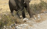 Ein majestätischer Elefant steht in der Savanne, umgeben von trockenem Gras und kleinen Büschen, während er neugierig schaut.