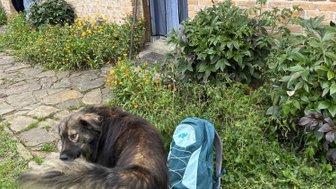 Ein Hund mit einem buschigen Schwanz steht neben einem blauen Rucksack auf einem gepflasterten Weg vor einem Backsteinhaus.