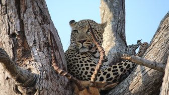 Ein Leopard liegt mit seiner Beute auf einem Baum im Kruger-Nationalpark – Südafrika Familienreise