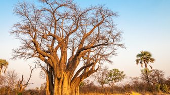 Ein majestätischer Baobabbaum mit weit verzweigten Ästen steht vor einem klaren Himmel, umgeben von trockenem Gras und anderen Bäumen.