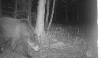 Ein Bär wandert durch einen dunklen Wald, umgeben von hohen Bäumen und spärlichem Unterholz.