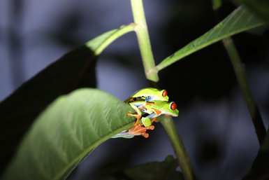 Zwei Frösche mit auffälligen roten Augen auf einem grünen Blatt – Costa Rica mit Kindern
