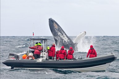Eine Gruppe von Touristen in roten Anzügen beobachtet einen riesigen Buckelwal, der aus dem Wasser springt.