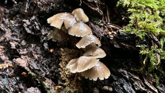 Eine Gruppe kleiner, brauner Pilze wächst auf einem moosbedeckten Baumstamm im dichten Wald.