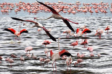 Eine Gruppe von Flamingos steht im Wasser, während einige in den Himmel fliegen, umgeben von vielen weiteren Vögeln.