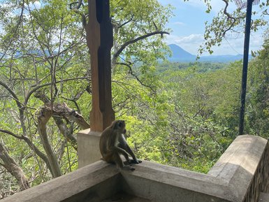 Affe sitzt auf einer Mauer beim Dambulla-Höhlentempel – Sri Lanka Familienreise