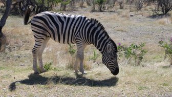 Ein Zebra grast ruhig auf einer trockenen Wiese - Namibia Urlaub mit Kindern