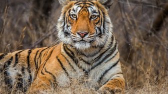 Ein majestätischer Tiger liegt entspannt im hohen Gras, seine markanten Streifen und intensiven Augen stechen hervor.