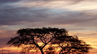 Silhouette eines Baumes in der Kalahari vor einem leuchtend orangefarbenen Sonnenuntergang – Südafrika Reise mit Kindern