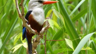 Ein farbenfroher Vogel mit einem leuchtend roten Schnabel sitzt auf einem Ast, umgeben von grünem Gras und Blättern.