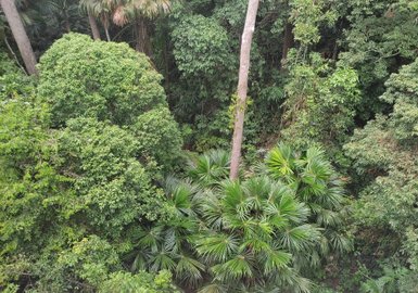 Grüne Vegetation und Natur im Sepilok Rainforest Discovery Centre – Malaysia & Borneo Reise mit Kindern