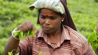 Eine Frau pflückt Teeblätter auf einer grünen Teeplantage – Sri Lanka Reise mit Kindern