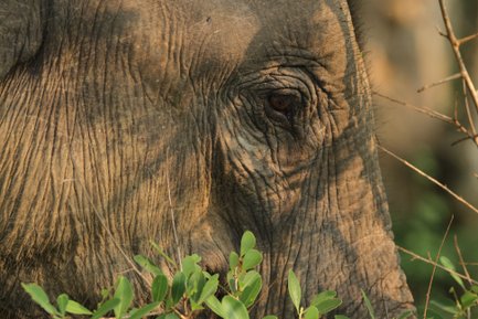 Ein Elefant blickt durch das dichte Grün, seine faltige Haut und das ausdrucksvolle Auge sind deutlich sichtbar.