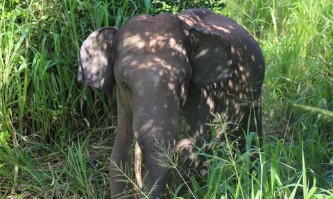 Elefant in natürlicher Umgebung im Minneriya Nationalpark – Sri Lanka Reise mit Kindern