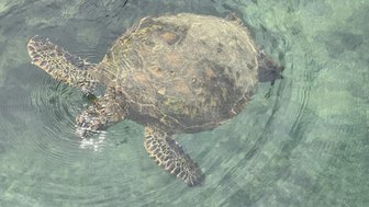 Eine große Meeresschildkröte schwimmt ruhig im klaren Wasser, während sanfte Wellen um sie herum kreisen.