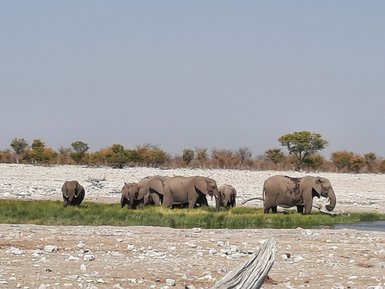 Eine Herde Elefanten zieht gemeinsam durch die Landschaft - Namibia Familienurlaub