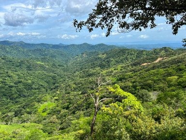 Weitläufiger Blick über den grünen Dschungel im Nebelwald von Monteverde – Costa Rica Familienreise