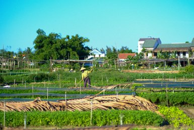 Ein Landwirt arbeitet in einem üppigen Gemüsefeld, umgeben von grünen Pflanzen und einem klaren blauen Himmel.