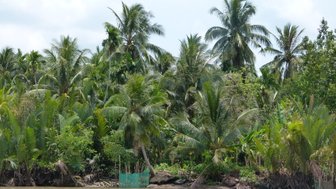 Dichte, grüne Palmen und tropische Pflanzen säumen das Ufer eines ruhigen Gewässers im Mekong-Delta.