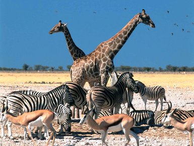 Eine Gruppe bestehend aus mehreren Tierarten steht nebeneinander in der Landschaft - Namibia mit Kindern