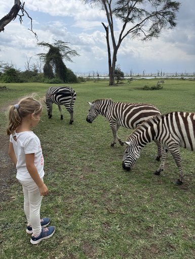 Ein Mädchen steht auf einer Wiese und beobachtet neugierig mehrere Zebras, die friedlich grasen.