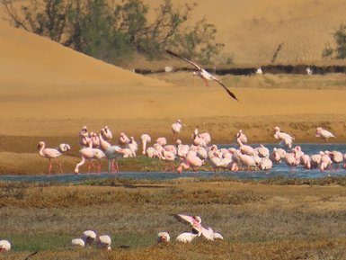 Flamingos an einer Wasserstelle - Namibia mit Jugendlichen