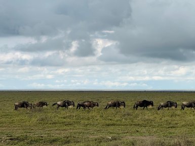 Große Gnuherde im Serengeti-Nationalpark unterwegs – Tansania mit Kindern