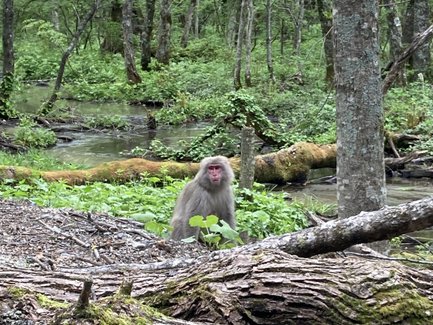 Ein Japanischer Makak sitzt auf dem Boden eines grünen Waldes, umgeben von Bäumen und einem kleinen Bach im Hintergrund.