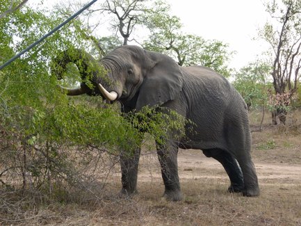 Ein Elefant steht majestätisch in der Savanne und greift mit seinem Rüssel nach Blättern eines Strauches.