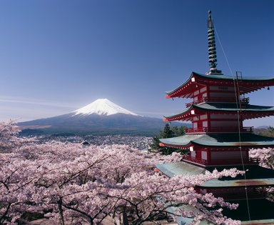 Der Fuji erhebt sich majestätisch hinter der roten Chureito-Pagode, umgeben von blühenden Kirschbäumen.