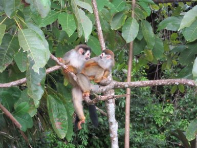 Neugierige Totenkopfaffen-Jungtiere im Regenwald – Costa Rica Familienreise