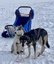Schlittenhunde im Schnee - Schweden Winter Familienreise