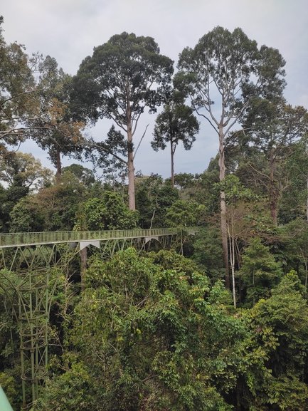 Brücke umgeben von dichter grüner Vegetation im Sepilok Rainforest Discovery Centre – Malaysia & Borneo Reise mit Kindern