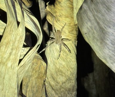 Eine braune Spinne sitzt auf verwelkten Blättern, umgeben von dunklem Hintergrund, was eine geheimnisvolle Atmosphäre schafft.