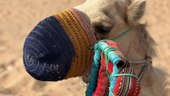Ein Kamel mit buntem Maulkorb steht in der Wüste, umgeben von sandigem Boden und einem traditionellen, gemusterten Sattel.