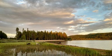 Zwei Rentiere grasen friedlich am Ufer eines ruhigen Sees, umgeben von üppigem Grün und hohen Bäumen im Hintergrund.