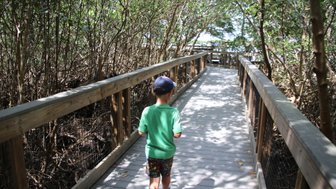 Ein Junge in einem grünen T-Shirt und bunten Shorts geht auf einem Holzsteg durch einen dichten Mangrovenwald.