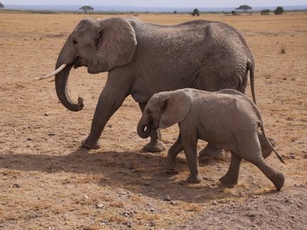 Ein erwachsener Elefant und ein Kalb gehen gemeinsam über die trockene Savanne, umgeben von einer weiten, offenen Landschaft.
