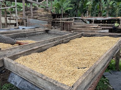 Getrocknete Rohkaffeebohnen vor dem Röstprozess – Tansania Reise mit Kindern