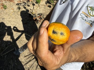 Ein Mann hält eine leuchtend orangefarbene Frucht mit einem lächelnden Gesichtsmuster in der Hand.