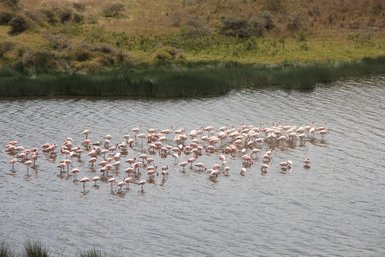 Flamingos waten durch die seichten Ufer des Arusha-Nationalparks – Tansania mit Kindern
